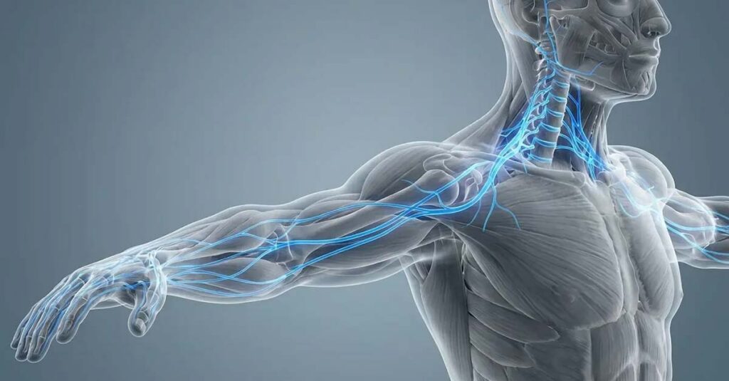 Diagram of nerve pathways illustrating cervical radiculopathy.